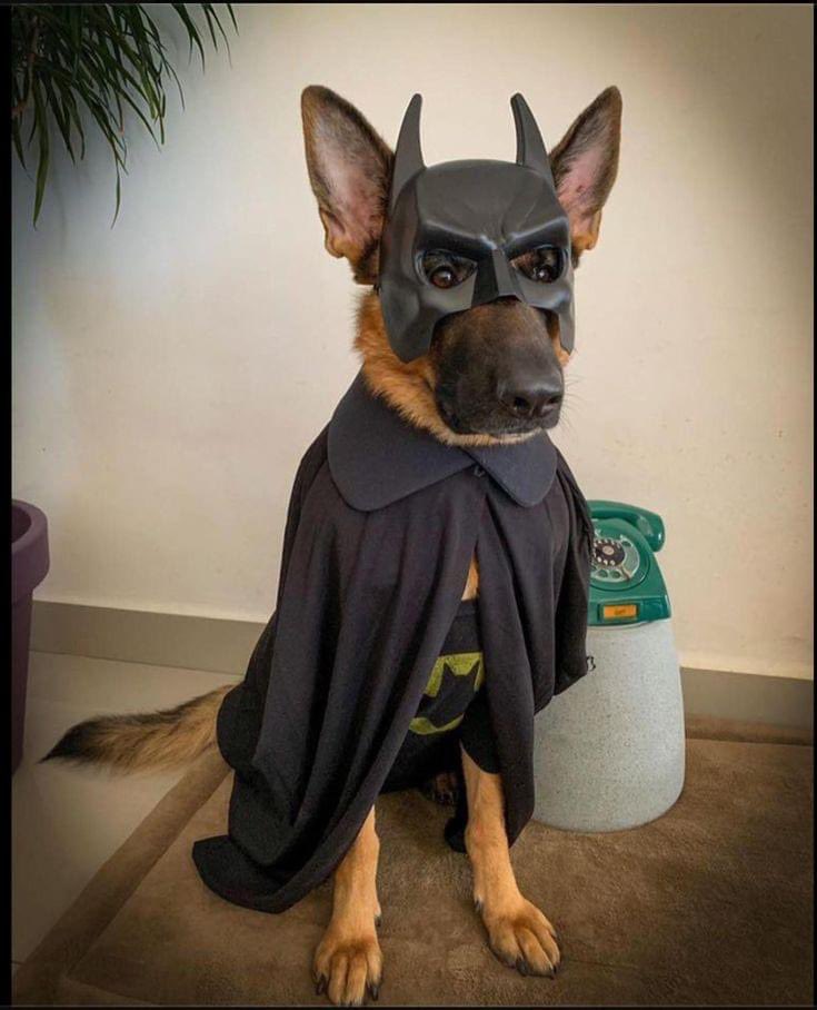 MoonIitMermaid's tweet photo. @Nat_Cassidy just a quickie, listening to your Off the telly pod and just wanted to disagree with the German Shepherd / Alsatian not suiting a cape… 😜 xx https://t.co/ukjpe3Kyfv