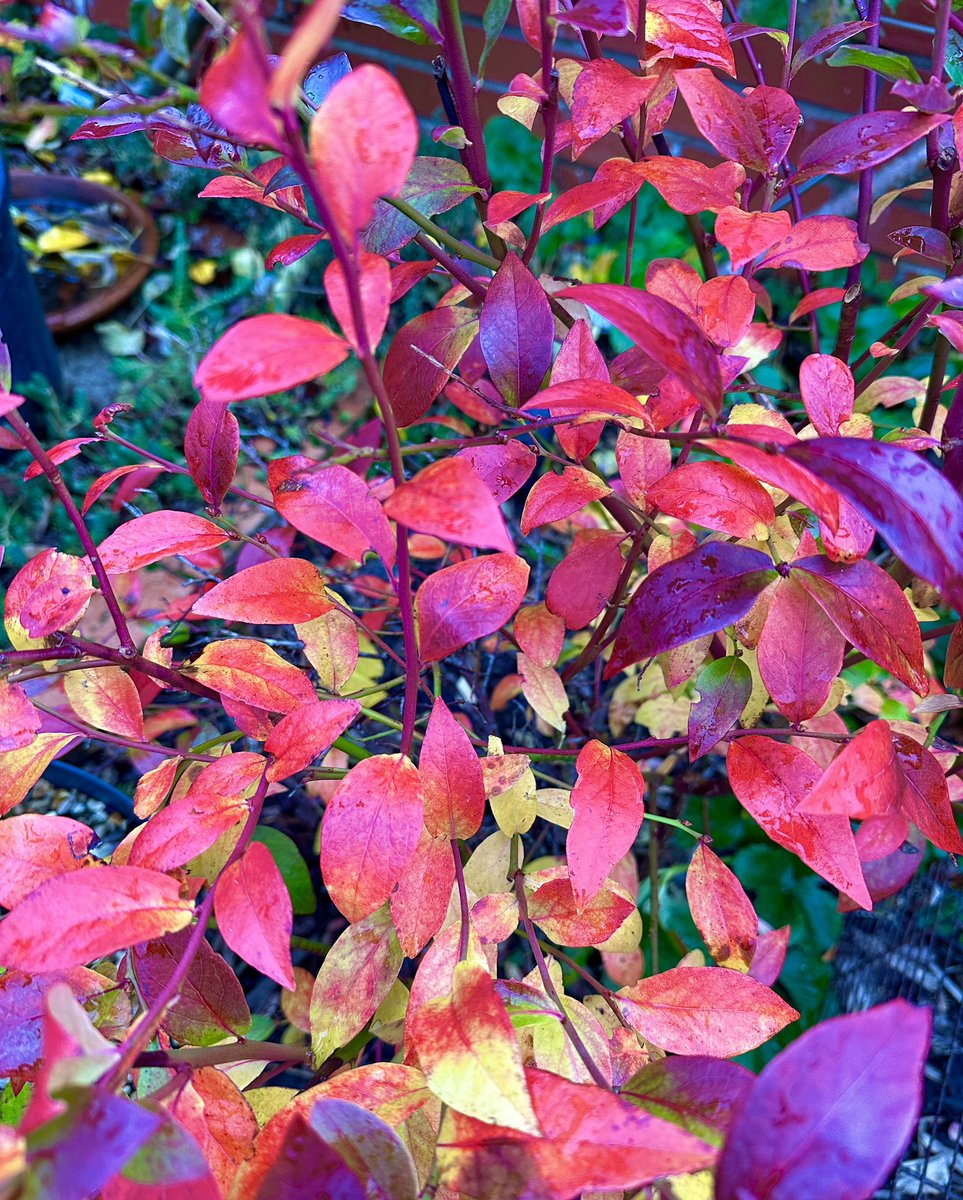Walnut Kitchen Garden 🌶🫑🌼🍅🥦🌸🫐🍒🌿 tweet media