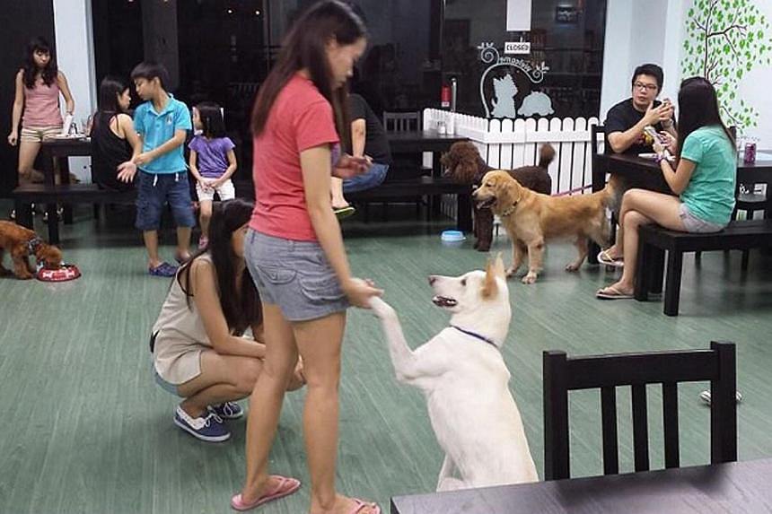 GaryMolato's tweet image. 🐕💖 Meet Max, one of our adorable residents looking for a forever home! Every adoption saves a life. If you&apos;re looking for a furry companion, come visit us at Petz! #AdoptablePets #RescueDogs