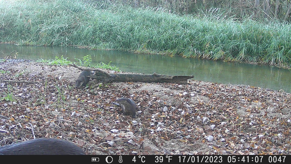 HispaniaFauna's tweet image. Fototrampeo de Nutria
(Lutra lutra)
Familia de 3 ejemplares de este mamífero acuático de la familia de los mustélidos.
Que habiten nutrias en un río indica una buena salud del cauce fluvial y de la densidad de población piscícola.
📍Río Eresma

#nutria 
#faunaiberica 
#naturaleza