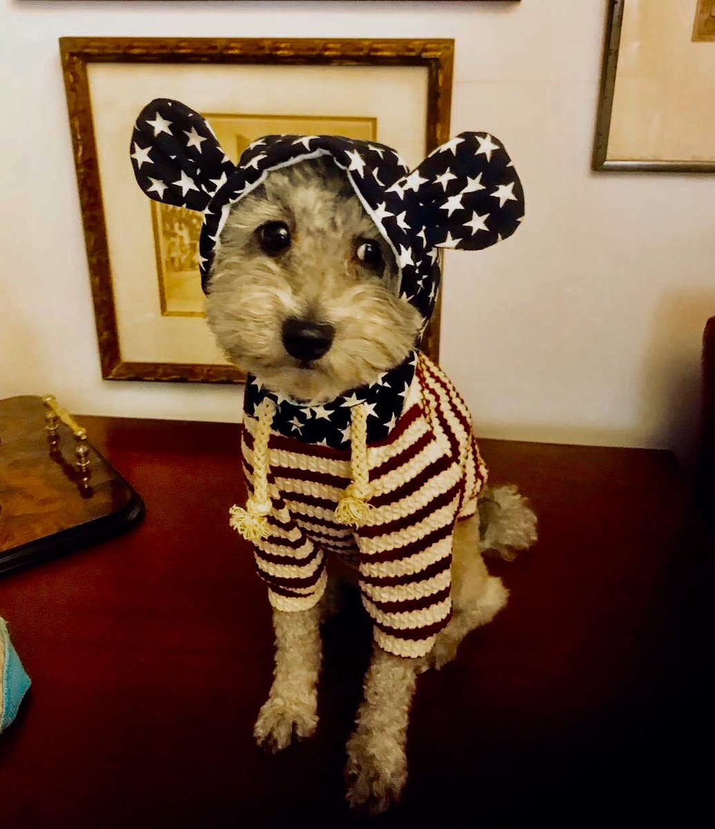 indya73's tweet photo. Francois voted and went trick or treating ⁦@mcharlesworth7⁩ ⁦@danibeckstrom⁩⁦@PedroRiveraTV⁩⁦@ABC7NY⁩#bigdogsunday @big dog sunday https://t.co/Xs3wrJ857F
