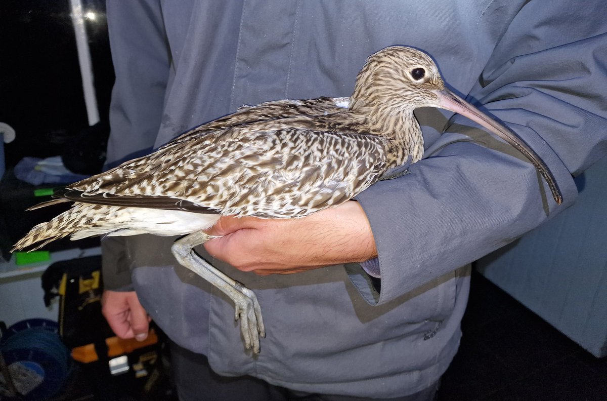 Back from a great week @IofMayBirdObs. Steady movement of winter thrushes, woodcock, owls, and raptors kept things entertaining, whilst 4 curlews were the ringing highlight.