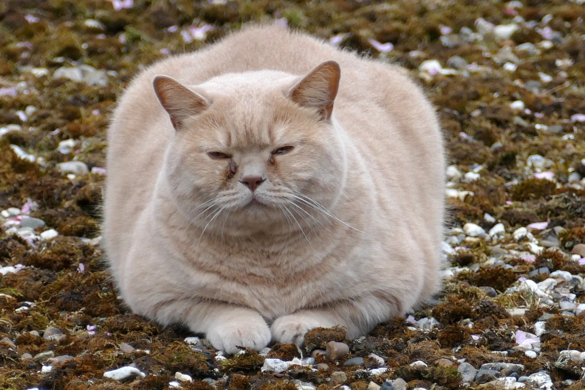 Maryecaccount's tweet photo. This chunky furball has mastered the art of relaxation. 😽💤
#cat #cats #catsofinstagram #catstagram #catlife #catlover #instacat #catlovers #meow #猫 #kitten #kitty #catoftheday #cute #cutecats #ねこ #cats_of_instagram #pets #catlove #cutecat #catmeme #catmemes #funny #gato https://t.co/ZdgmhgWohx