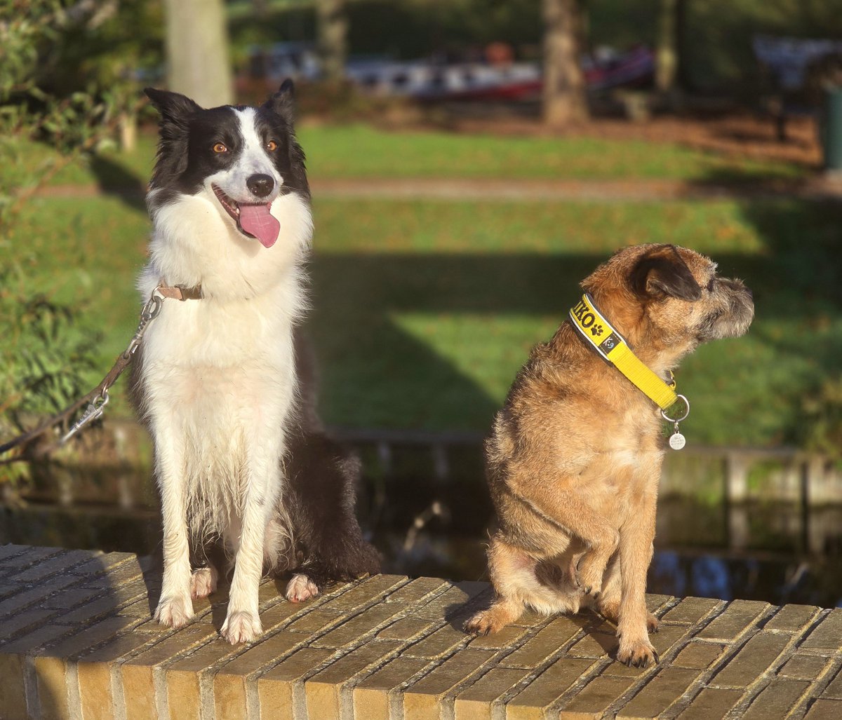 TheBruns007's tweet photo. Sunny Sunday 😎😎 #BTPosse #dogsontwitter https://t.co/2WW5VVPzPS