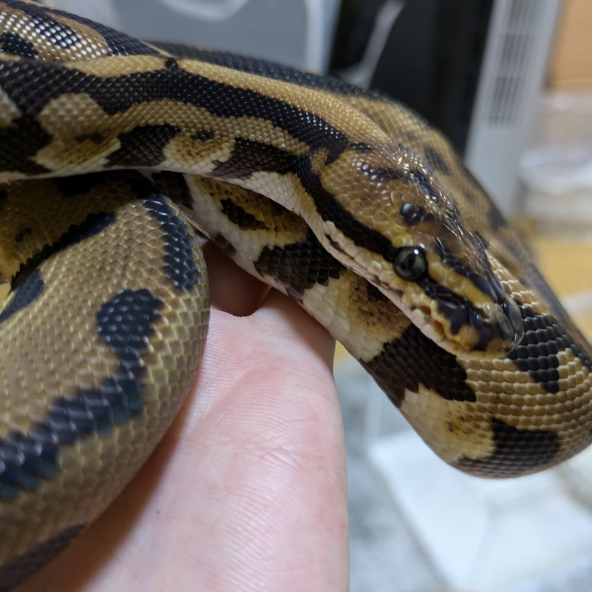 manmaru_002's tweet photo. @DEU_Reptiles さんから昨日初ボールお迎えしました🐍
ありがとうございました🙇‍♀️
お迎えするまでに時間かかっちゃったからおっきくなってたけど可愛いからOKです🥰
 #ボールパイソン https://t.co/M2EnMGMHjk