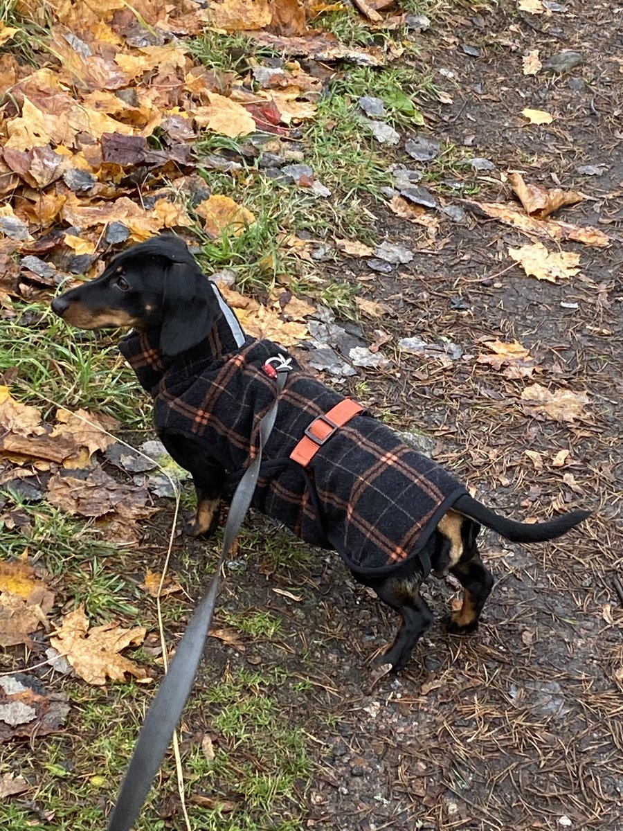 Tulkoon räntää ja pakkaset. Vihdoin saatiin täyspitkä villanuttu Beemille #dachshundoutfitter Honasin, että kaikki aiemmin ostetut ovat 10cm liian lyhyitä. Nyt ei nahkamasu palele, kun tyttöjen mallissa on myös riittävän pitkä alapuoli.