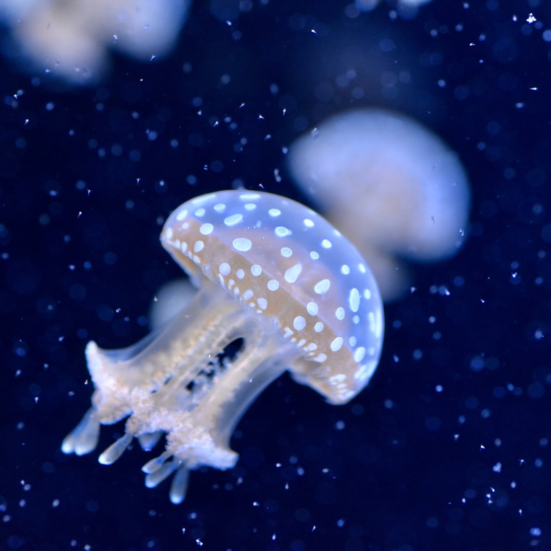 Like jellyfish navigating the ocean is all about adapting, growing, and going with the flow 🌊✨
This World Jellyfish Day let’s be inspired by their resilience and flexibility. Keep learning, keep floating forward!

#AdaptAndGrow #TrainingForTomorrow