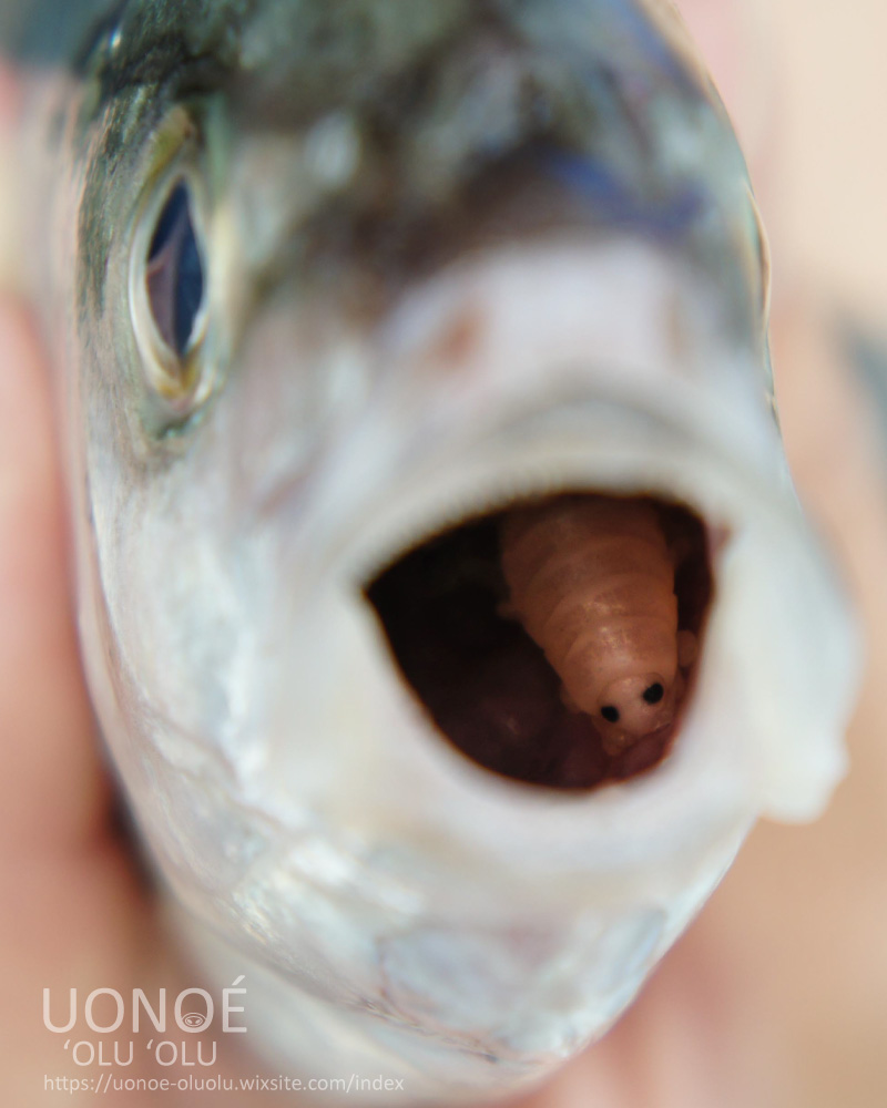 kawa_noe's tweet photo. 【お願い】魚の口やエラ、体表などに寄生して暮らす甲殻類ウオノエの研究をしている者です。釣りや魚採りなどでウオノエらしき生物に出会いましたら、ぜひ情報お寄せください。特に、スーパーで見かけないような魚種に寄生しているウオノエは珍しいことが多いです。
c(((((:}　#ウオノエおるおる https://t.co/X44Fw1S7Sv