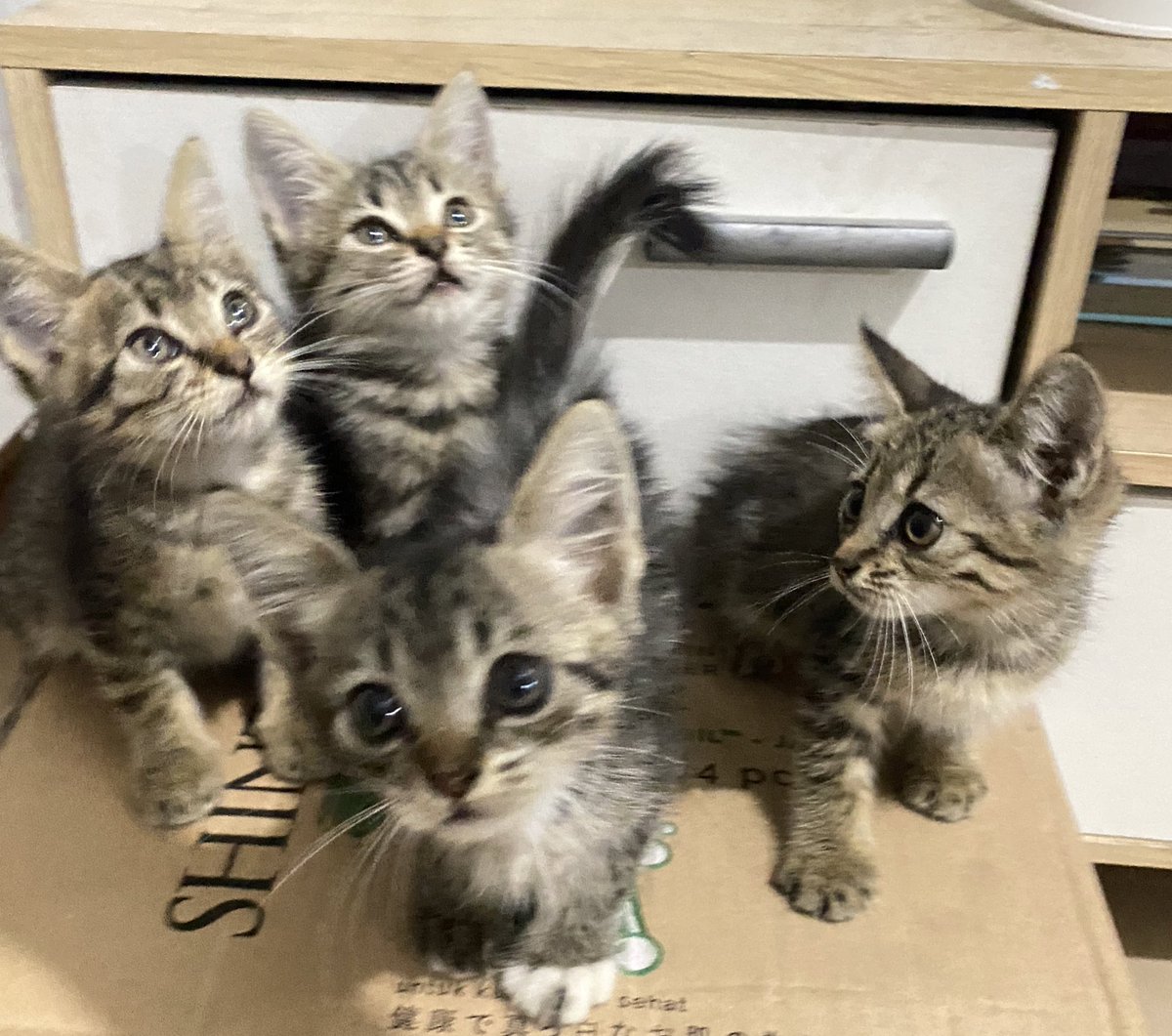 sheithename_'s tweet photo. @kochengfs Hallo maaf nimbrung, soalnya bingung mau gimana. Aku ada kucing 4 dan induknya 1. Gak sanggup rawat karna dulu hanya bantu dia lahiran. Straycat gitu. Kalau ada yang mau boleh yaa, aku lokasi di bogor. Aku punya usaha jd ga bisa rawat kucing, karna rumahku harus steril. 😭🙏🏻 https://t.co/IrRu3rhK40