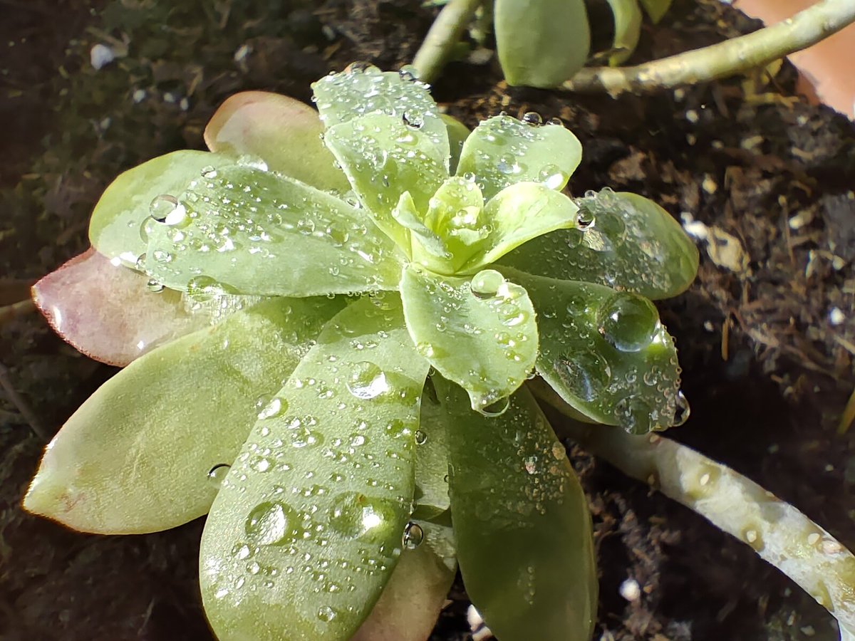 osistere tweet media