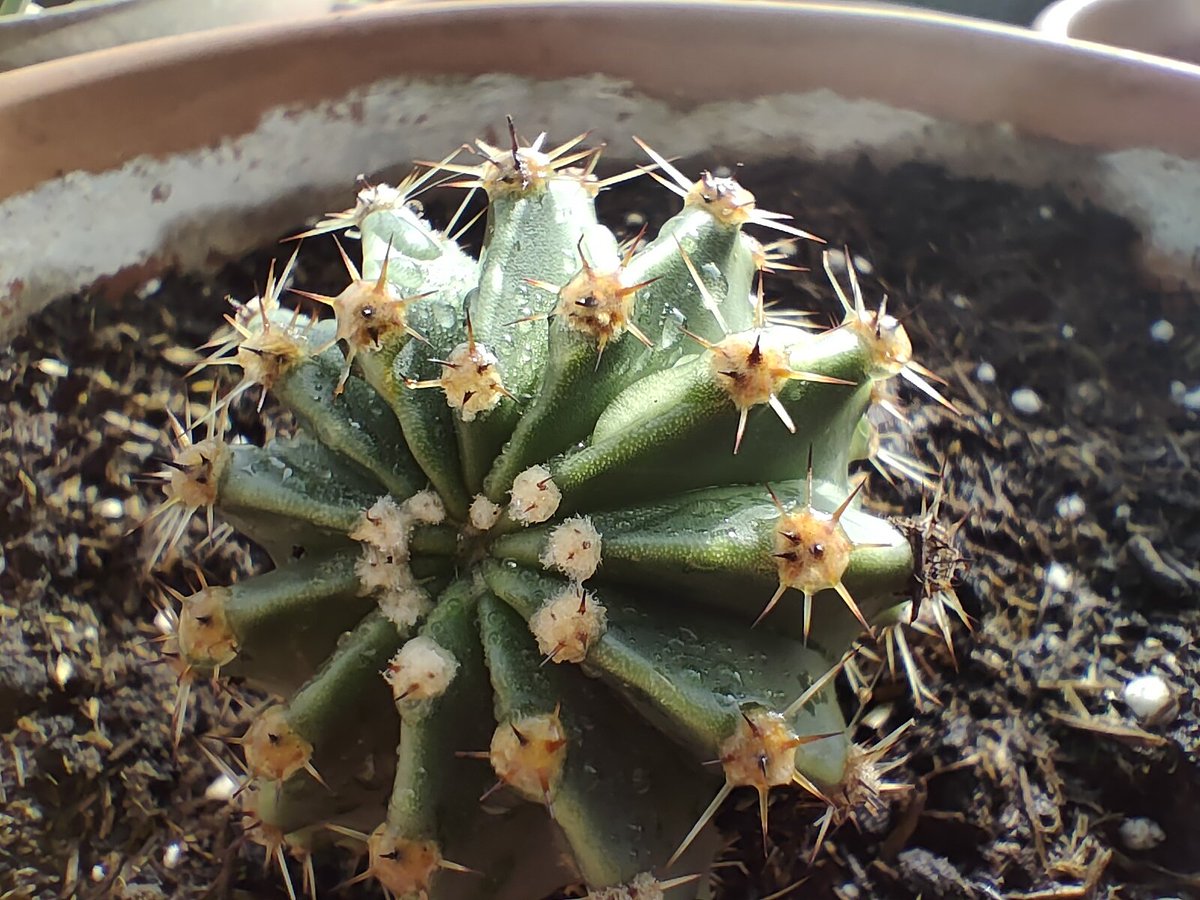 osistere tweet media