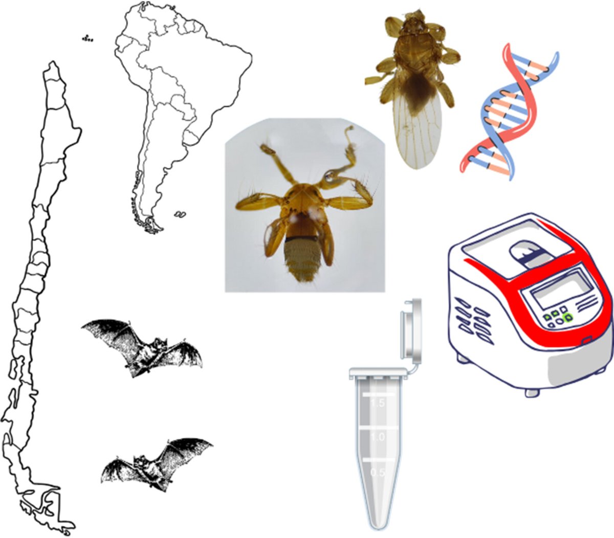MedVet_Ent's tweet image. Take an #EarlyView of morphological and molecular data on the bat flies, Basilia silvae and Trichobius parasiticus, parasitizing Chilean bats

#OpenAccess #OriginalArticle⬇️
doi.org/10.1111/mve.12…

@WileyEcolEvol @RoyEntSoc