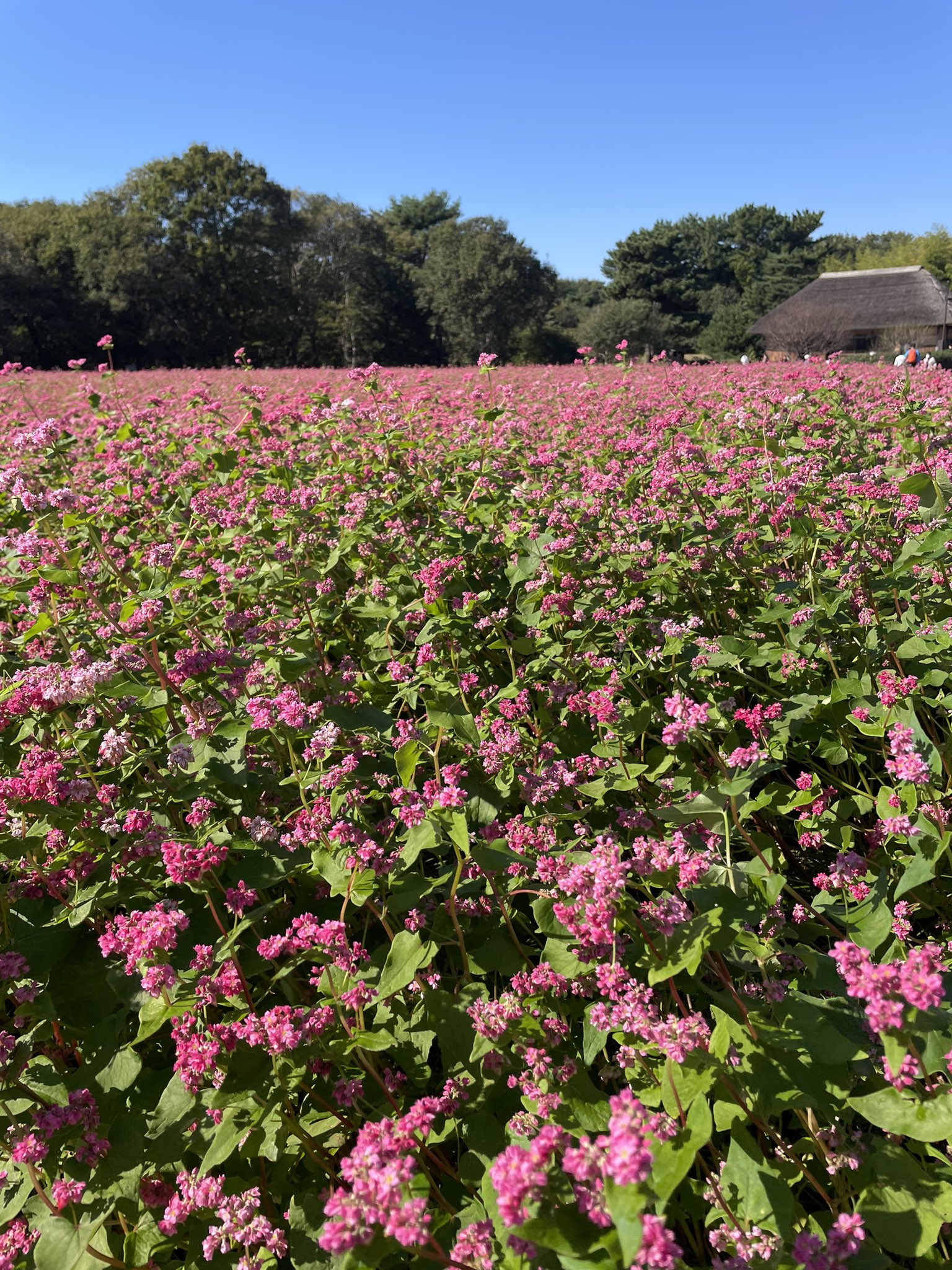 絵画　赤蕎麦の花 赤蕎麦の花 - Search / X
