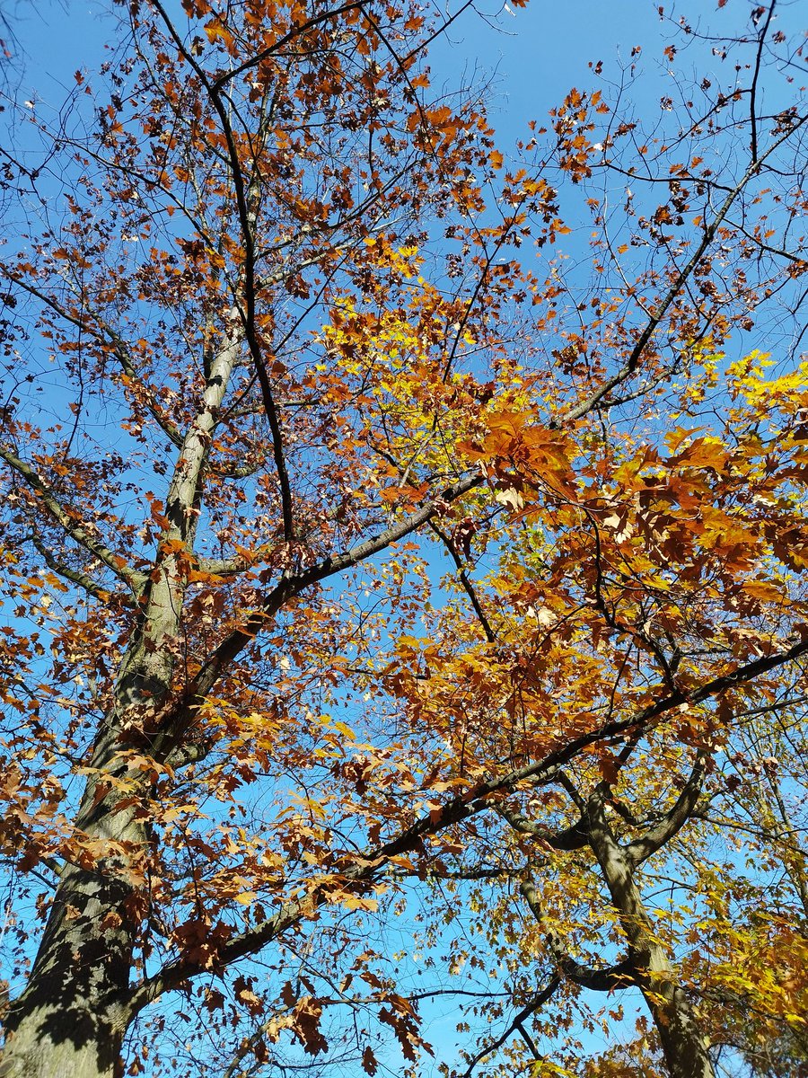 Съвършената неделя във Франкфурт