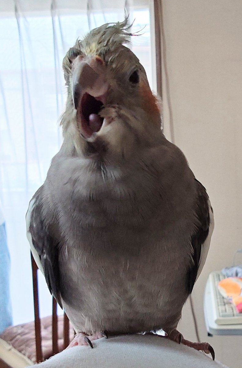 baaaaashi_13's tweet photo. 詳細はまだ全然聞いてないんだけど…
実家のオカメインコが逃げてしまったらしいんだけど見つかるんかな… https://t.co/TuWVngCGYW