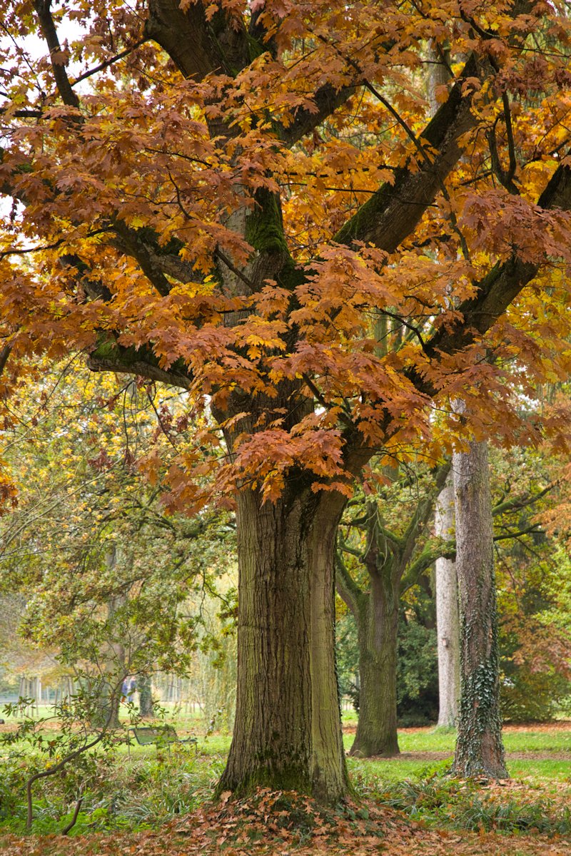 Foto_Uwe's tweet photo. Autumn colours
Oak with autumn leaves in Dieburg castle garden.
#Quercusrobur #autumn https://t.co/HHqA3gBIlm