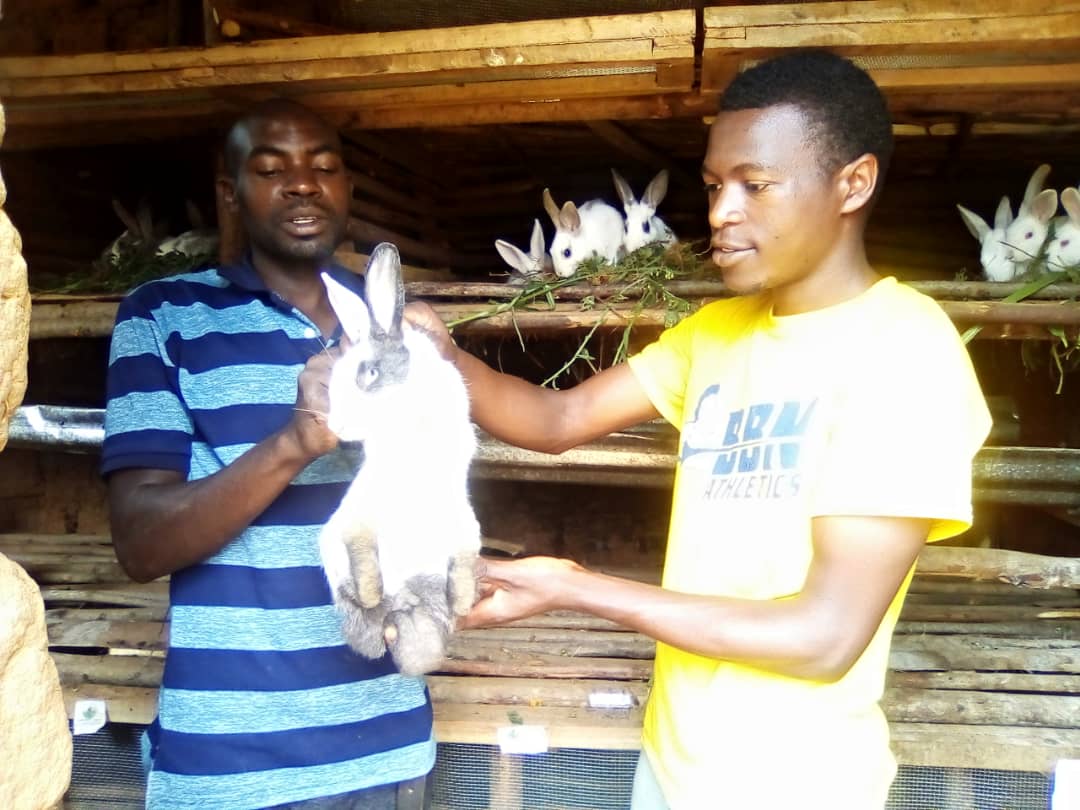 AgriHopper's tweet image. Rabbits can be as efficient as chickens in feed conversion. 
📝@InganjiGreenFarmLtd And, Learn why they’re the ideal livestock for small farms! #AgriHopperInsight #SmallScaleFarming