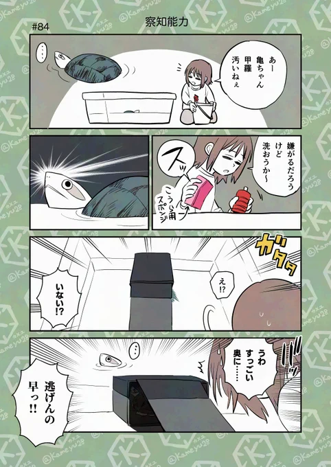 亀飼い漫画「察知能力」 