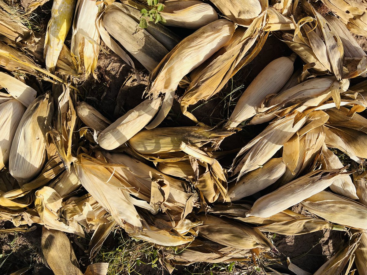 It’s a bumper harvest 🌽

Post harvest begins ✔️

#MFarms // #Farming4Business