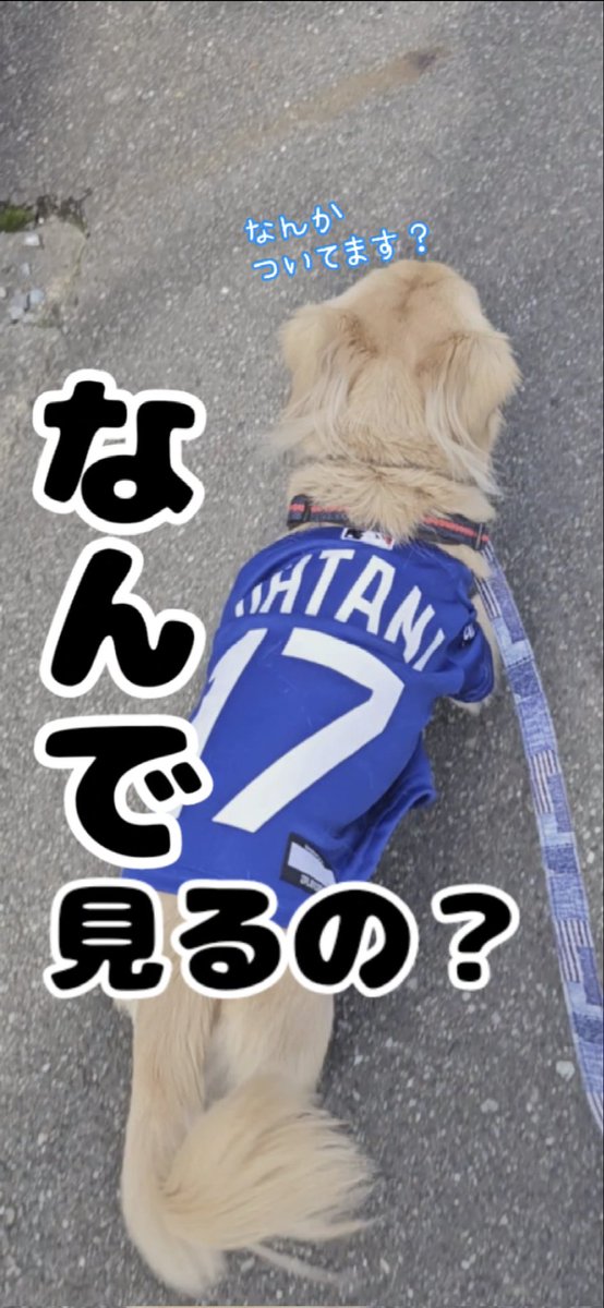 ayalamby's tweet photo. みんながボクを見るのが不思議で戸惑うSHARP🤭
#あれだけ話題になったドジャース優勝の翌日だったから

#チワックス #いぬのきもち
#いぬのいる暮らし
#犬のいる生活 #犬との日常
#犬好きさんと繋がりたい https://t.co/tXBU5myoJO