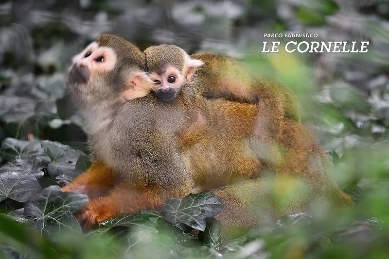 LeCornelle's tweet photo. La famiglia del Parco si allarga: è nato un cucciolo di Saimiri Sciureus.
👉Scopri di più: https://t.co/B4n0FiQWR1

#lecornelle #nascite #saimiri https://t.co/0pn5iuXnm0