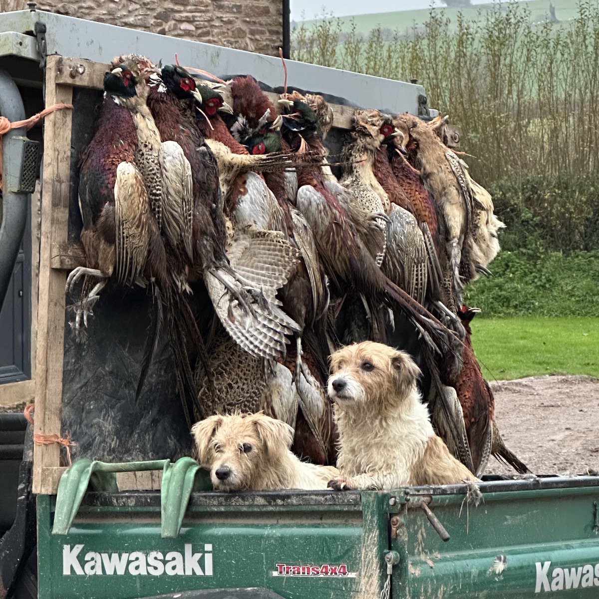 Shooting creates 74,000 jobs and injects £2 billion into our rural communities, preserving traditions, supporting local economies, and filling our kitchens with pheasant stew. Most importantly, it keeps thousands of hardworking gun dogs happily employed across the country 🐕