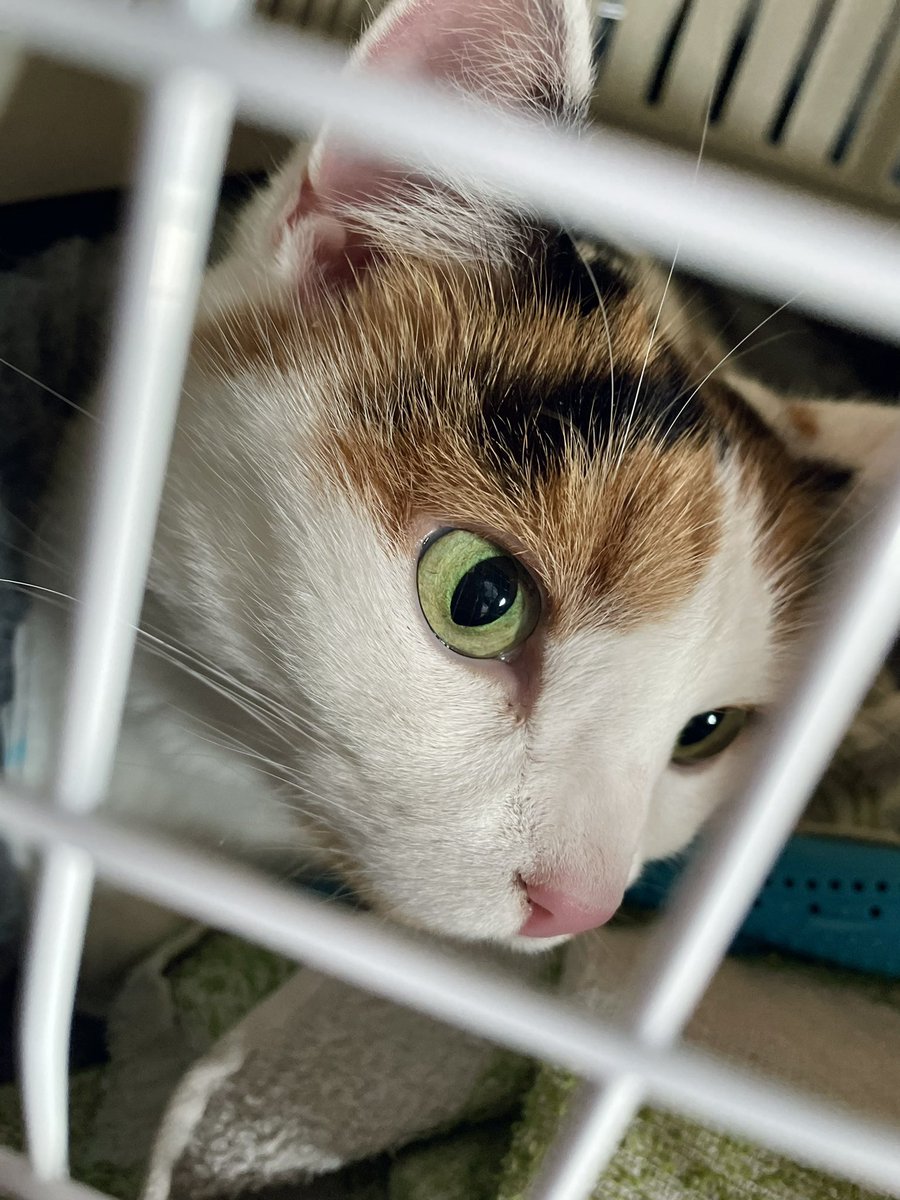 lilliedahlberg's tweet image. Idag är vi ute och reser i vårt avlånga land, Gunilla och jag.🙀🚝😸 Hon verkar vara trygg men skeptisk till alla bortskämda skrikungar. De är inte populära.😅

#resa #resamedkatt #Gunilla #tåg #tågresa #söndag