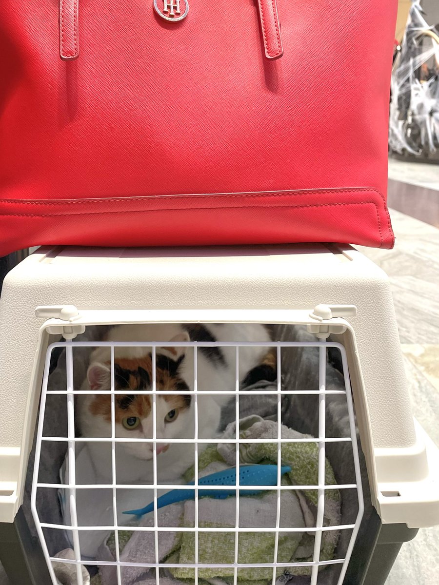 lilliedahlberg's tweet image. Idag är vi ute och reser i vårt avlånga land, Gunilla och jag.🙀🚝😸 Hon verkar vara trygg men skeptisk till alla bortskämda skrikungar. De är inte populära.😅

#resa #resamedkatt #Gunilla #tåg #tågresa #söndag