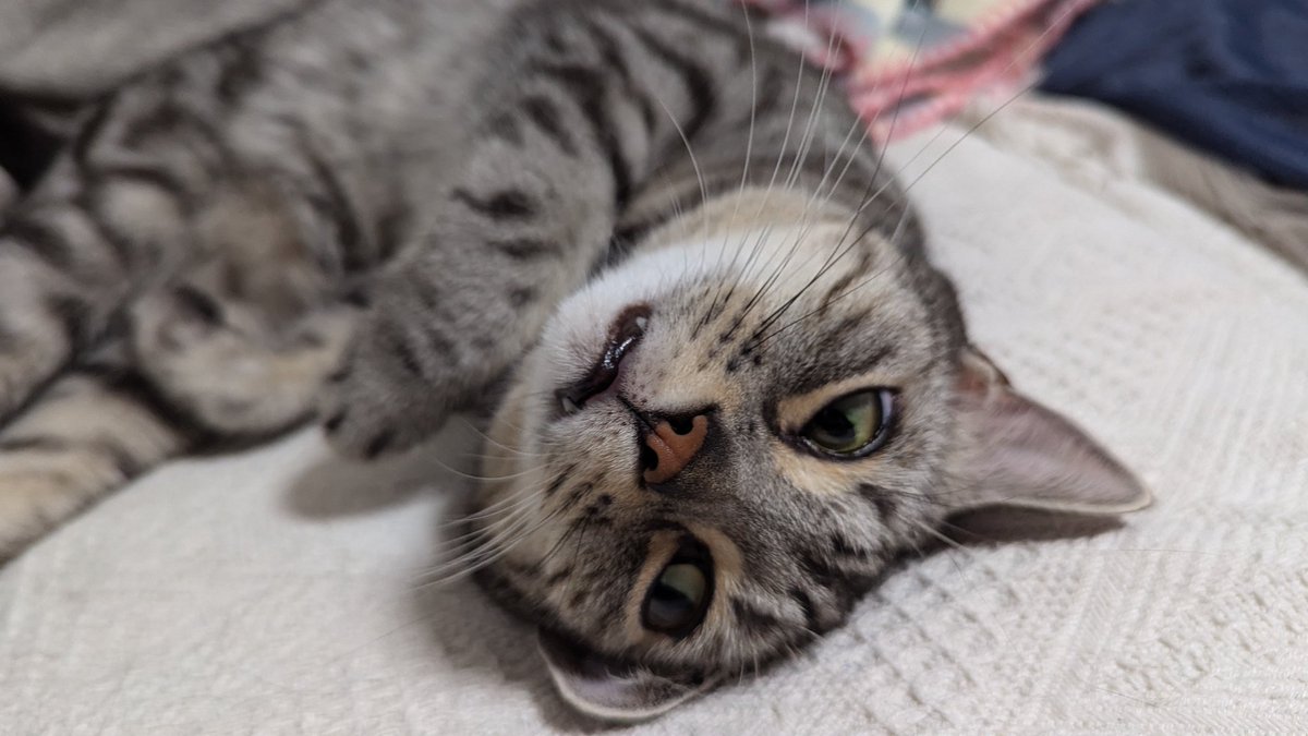 あいーん
#猫 #猫のいる暮らし #アメショ