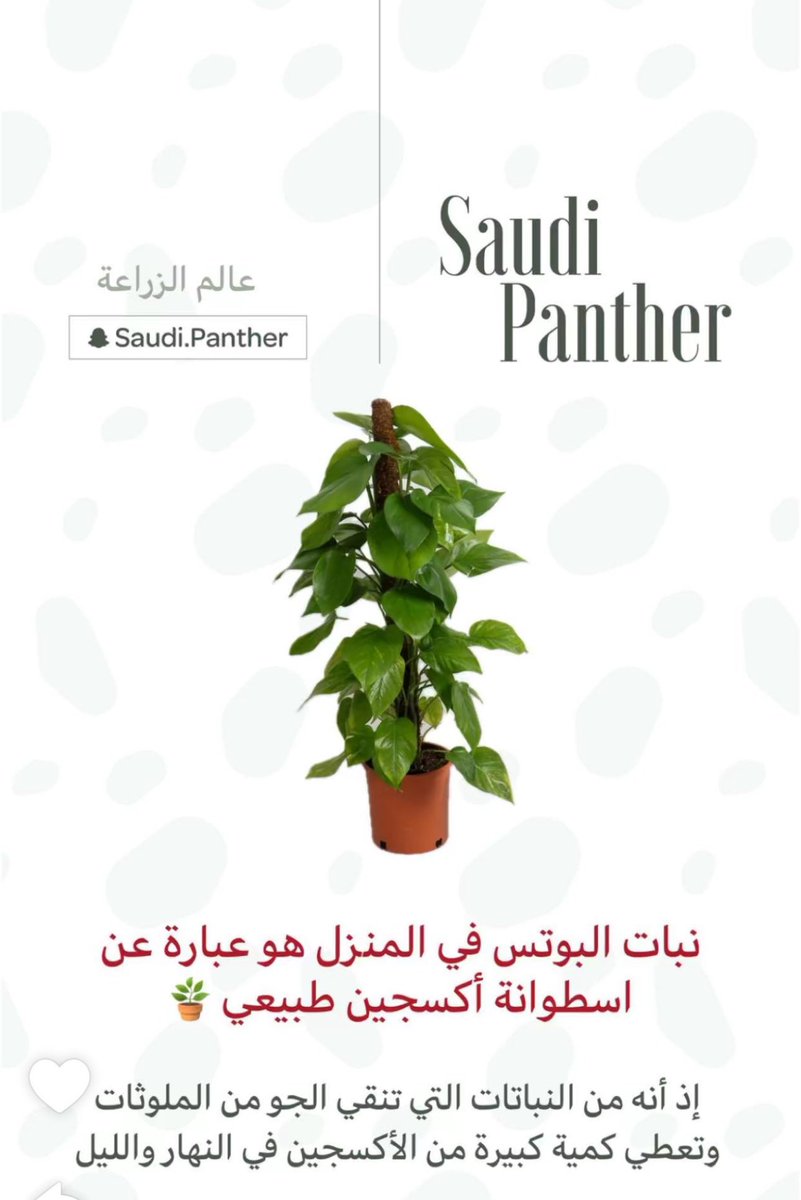 EngRiyadh44's tweet photo. نبته عباره عن أسطوانة اكسجين في البيت 💡👇🏻 https://t.co/1MFnUxNygm