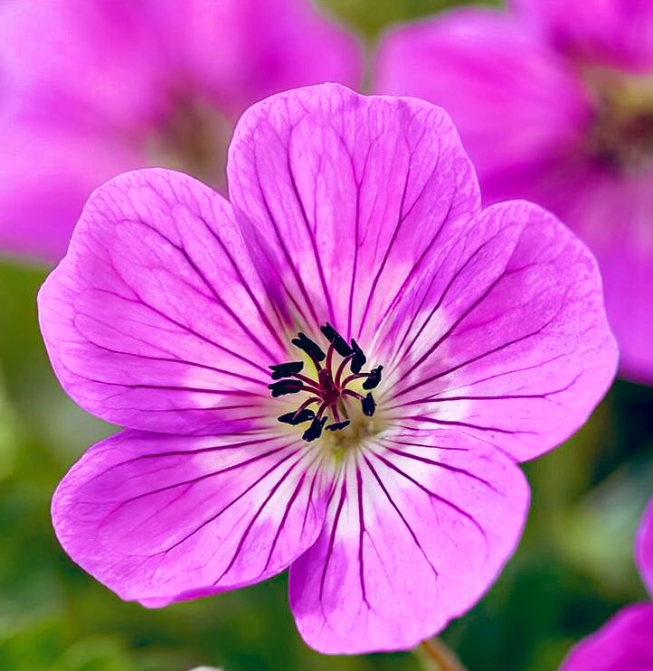 TheFlowerShow's tweet image. Brighten your garden or house with geraniums! 
Regular deadheading encourages blooming and keeps your plants looking fresh.
What’s your favorite geranium variety? Share below! 
#Gardening #Geraniums #PlantLovers
