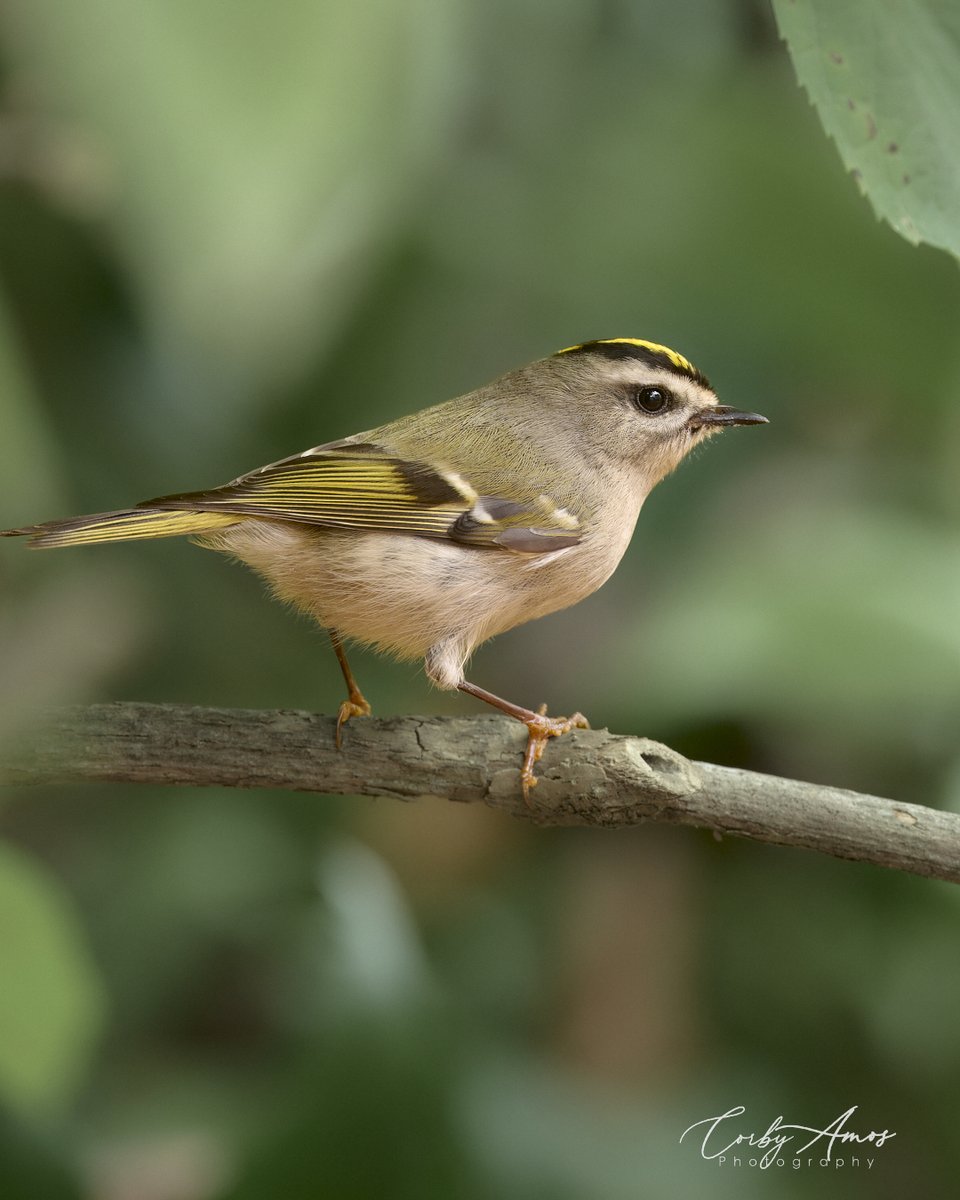 Golden-crowned Kinglet. A tiny bird that comes through this time of year. Usually in mixed flocks with the Ruby-crowned Kinglets.