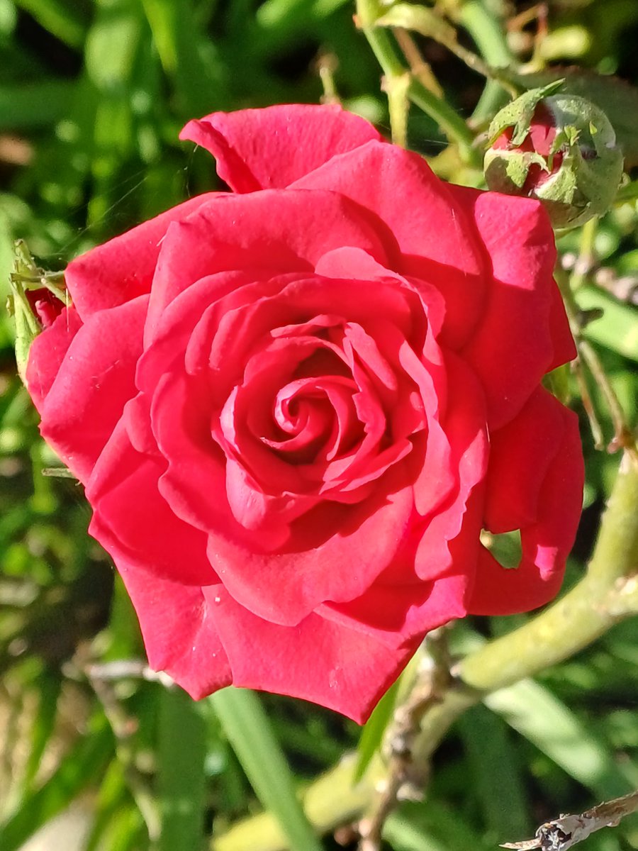56audrey57's tweet photo. #SundaySharing #FavoritePhotoOfTheWeek
A little red rose🌹 https://t.co/TTNVqIAk9V