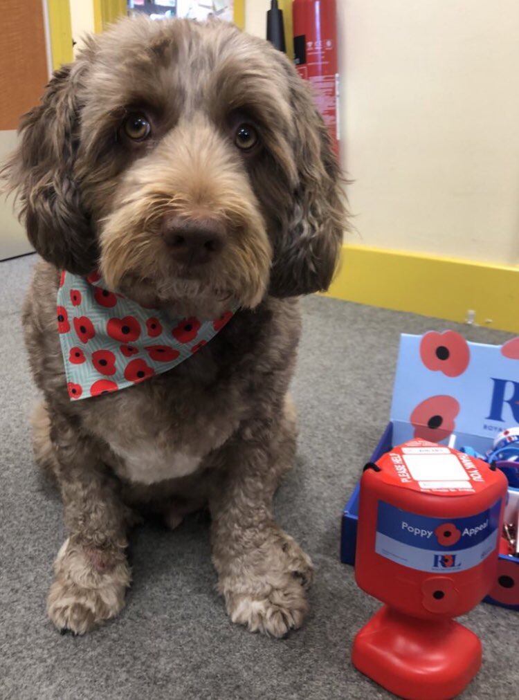 LSEATWoodside's tweet photo. Back to school Monday morning. A reminder that Remembrance Day Merchandise will be on sale this week. #backtoschool #poppy #rememberthefallen #autumn2 https://t.co/1SjltOfsGU