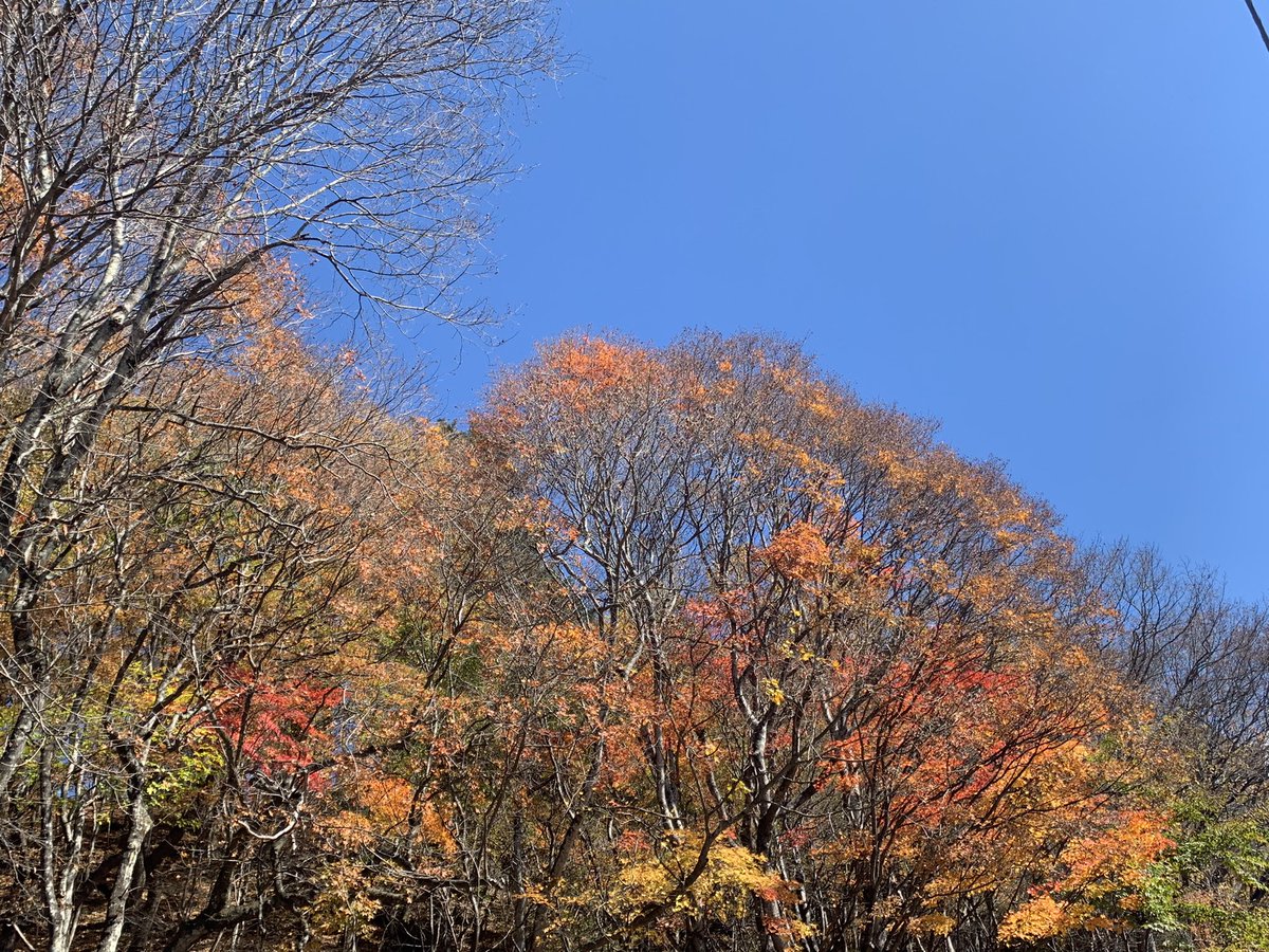 tkimura89186174's tweet photo. 紅葉🍁
日本の四季は
美しい✨✨ https://t.co/vXMvQf9eZu