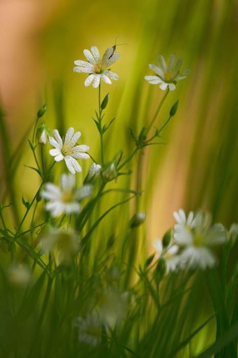 Good evening dear friends