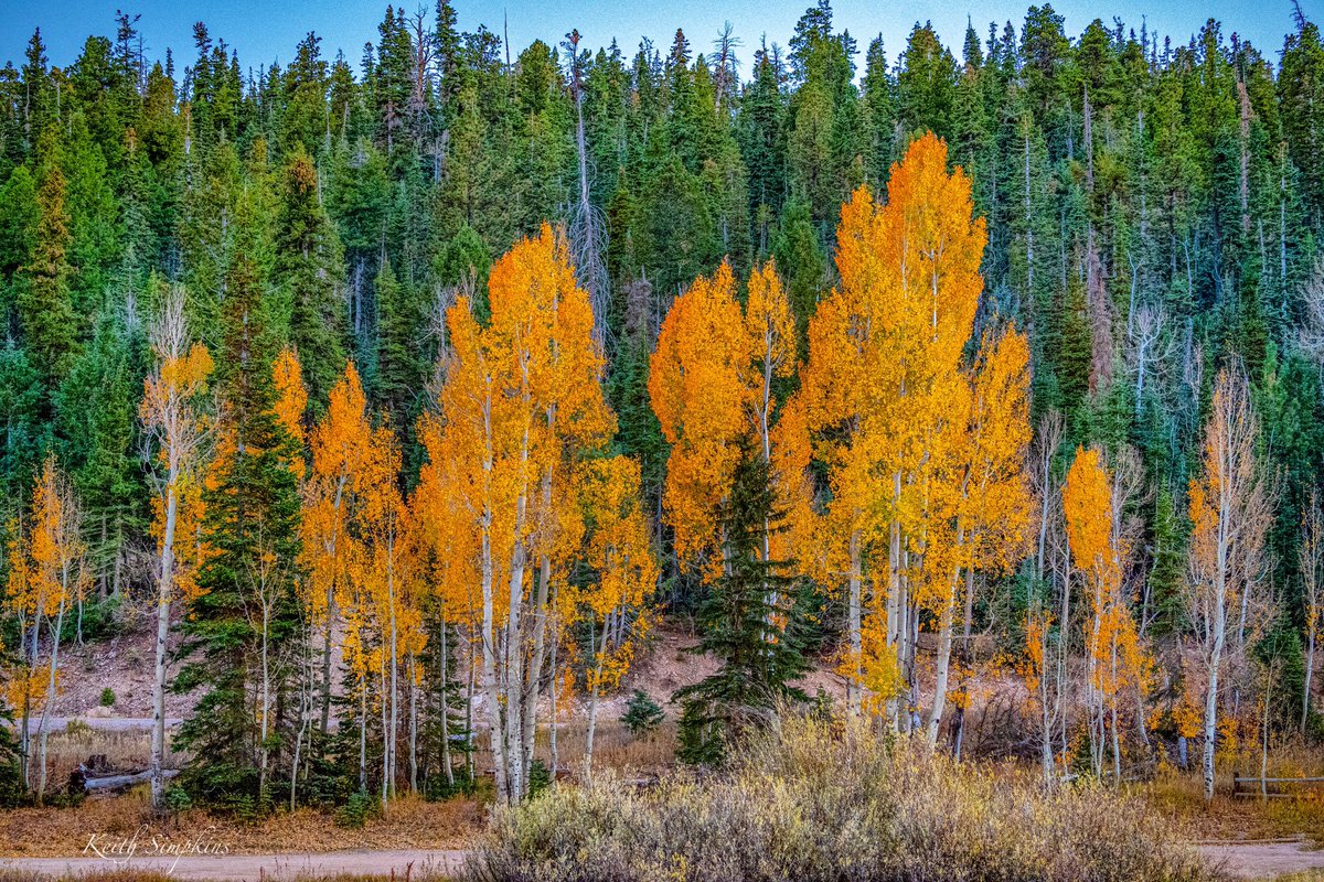 KeithSimpkins37's tweet photo. https://t.co/qq0GuiDmdJ

Like and share, thank you!

Follow me @ https://t.co/mXSKY3YB2F 
#leaves #trees #autumn #travelphotography #outdoors #beautifuldestinations #picoftheday #photography #photooftheday #landscapephotography #digitalart #phototoartist https://t.co/hY6TFbKXL7
