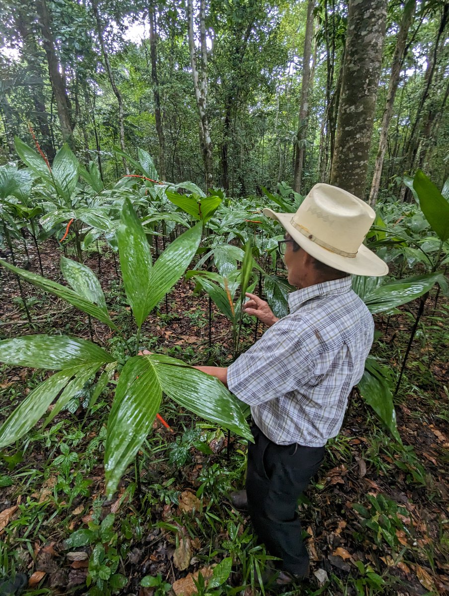 A win-win solution to climate change, habitat loss, and community wellbeing doesn't exi- 

Forestry concession programs in Mesoamerica are working with local communities to restores and sustainably use forests. 

👉Learn more here: ow.ly/qqR850Tn4ii

#OneHealthDay
