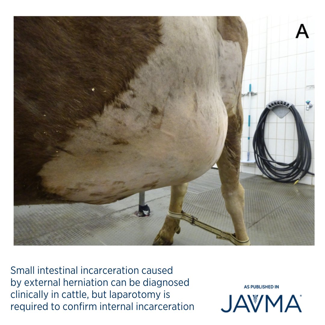 AVMAJAVMA's tweet photo. Internal #herniation should be part of the differential diagnosis in #cattle with signs of #ileus. Immediate surgical treatment is paramount in cattle with small intestinal incarceration. 🐄 OA article: https://t.co/T9P4WOifxg #smallintestine #smallintestinalincarceration https://t.co/5GKxJgS3rb