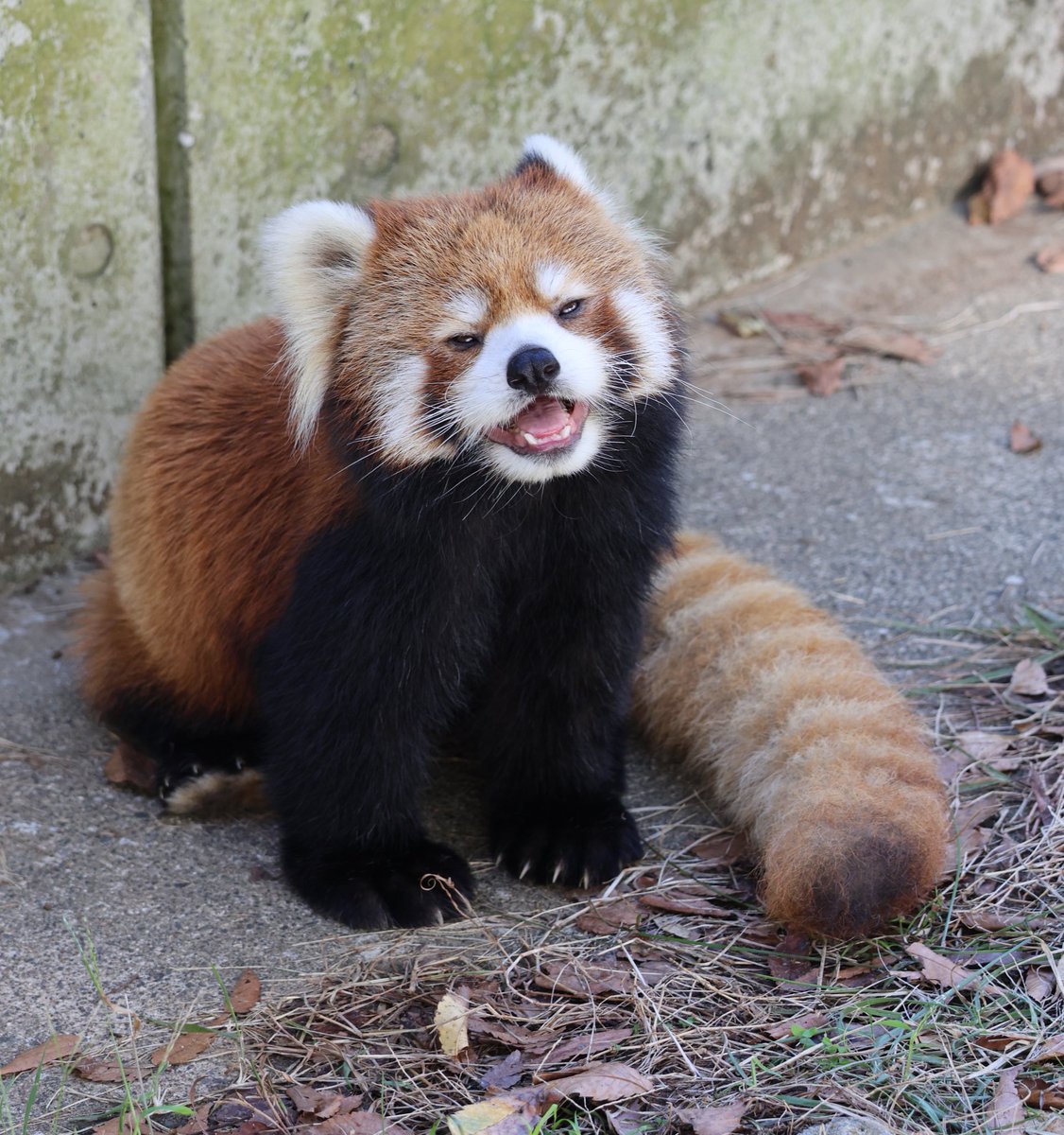 あんここ tweet media