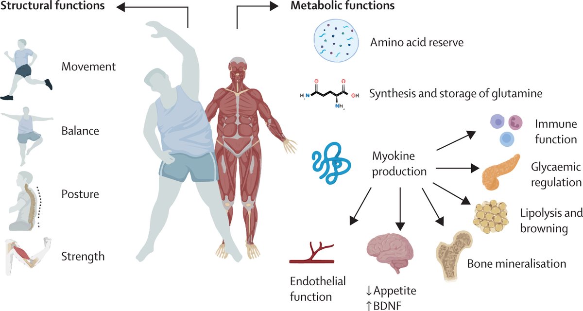 The Lancet (@thelancet) on Twitter photo GLP-1 receptor agonists, which are effective for weight loss, can cause substantial muscle loss.
A Comment in <a href="/TheLancetEndo/">The Lancet Diabetes & Endocrinology</a> discusses the effects of GLP-1 receptor agonists on skeletal muscle mass: hubs.li/Q02WgC490 GLP-1 receptor agonists, which are effective for weight loss, can cause substantial muscle loss.
A Comment in <a href="/TheLancetEndo/">The Lancet Diabetes & Endocrinology</a> discusses the effects of GLP-1 receptor agonists on skeletal muscle mass: hubs.li/Q02WgC490
