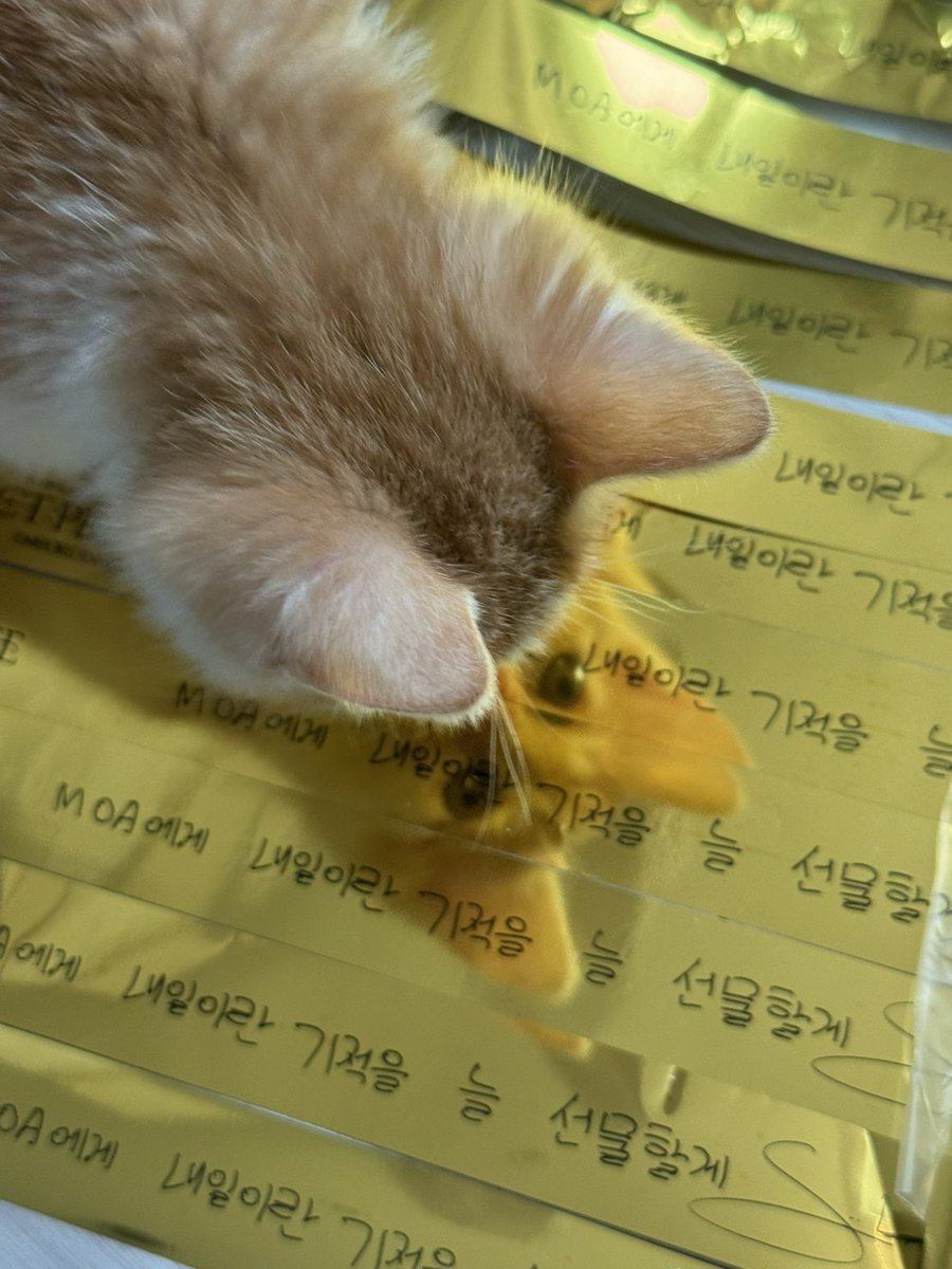 싸인컨페티 많이 가지고 온 걸로 만족해야겠다
…응..ㅇ응…..🥺