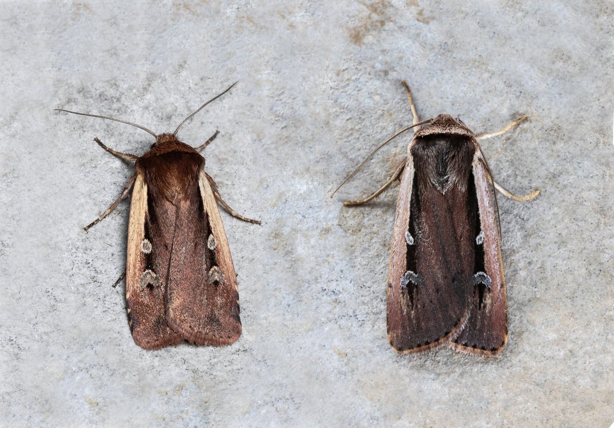 Andrew M Allport (@amallport) on Twitter photo There's a lot of late moths around. Yesterday I caught a fresh Flame Shoulder. Never even had an October one before. Here it is, on the left, with a Radford's Flame Shoulder (25 Oct) for comparison. Both Driffield, East Yorkshire. <a href="/DoubleKidney/">Charles Fletcher</a> <a href="/BC_Yorkshire/">Butterfly Conservation Yorkshire</a> <a href="/BritishMoths/">British Moths</a> There's a lot of late moths around. Yesterday I caught a fresh Flame Shoulder. Never even had an October one before. Here it is, on the left, with a Radford's Flame Shoulder (25 Oct) for comparison. Both Driffield, East Yorkshire. <a href="/DoubleKidney/">Charles Fletcher</a> <a href="/BC_Yorkshire/">Butterfly Conservation Yorkshire</a> <a href="/BritishMoths/">British Moths</a>