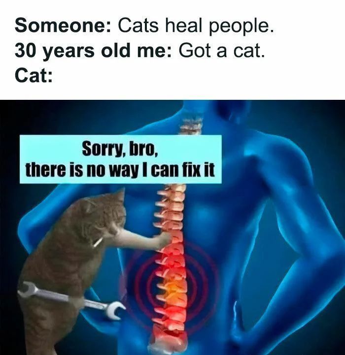 WholesomeMemes (@wholesomememe) on Twitter photo 