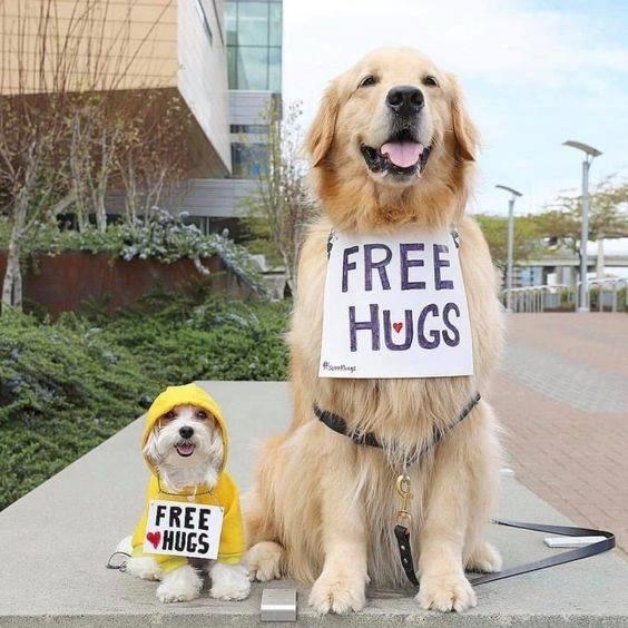 Dalbodog's tweet photo. Who wants a hug? 🤗 https://t.co/eQFu2L5Vde
