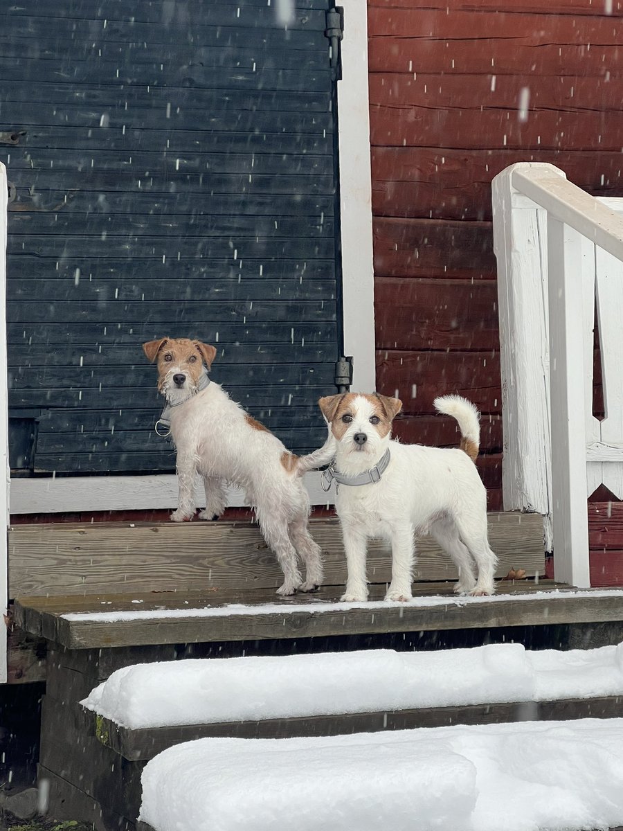 Neiti_B's tweet photo. Poikien kanssa lumileikeissä. Hyvä leikki on heittää nameja hankeen. Siinä saa kulumaan kivasti 5 sekuntia 😃😅 https://t.co/amjQPrSF3g