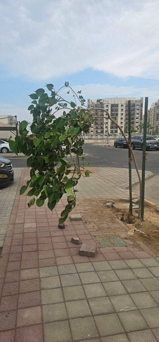 VenanOwners's tweet photo. بدأت الأشجار بالميلان واقتراب سقوطها من الأرض ثم تنكسر. هذه الصور تثبت ذلك. يوجد الكثير تعاني ذلك. نرجو من الجهات المسؤوله العنايه المستمره
@SaudiHousingCC @SaudiNHC @VenanCare @Ladun_sa @saudimomrah @MEWA_KSA @MEWA_CARE @SaudiVision2030 @AljawharaNHC @QOL_2030 https://t.co/7dv7fFkULY