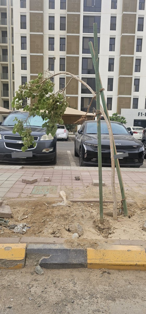 VenanOwners's tweet photo. بدأت الأشجار بالميلان واقتراب سقوطها من الأرض ثم تنكسر. هذه الصور تثبت ذلك. يوجد الكثير تعاني ذلك. نرجو من الجهات المسؤوله العنايه المستمره
@SaudiHousingCC @SaudiNHC @VenanCare @Ladun_sa @saudimomrah @MEWA_KSA @MEWA_CARE @SaudiVision2030 @AljawharaNHC @QOL_2030 https://t.co/7dv7fFkULY