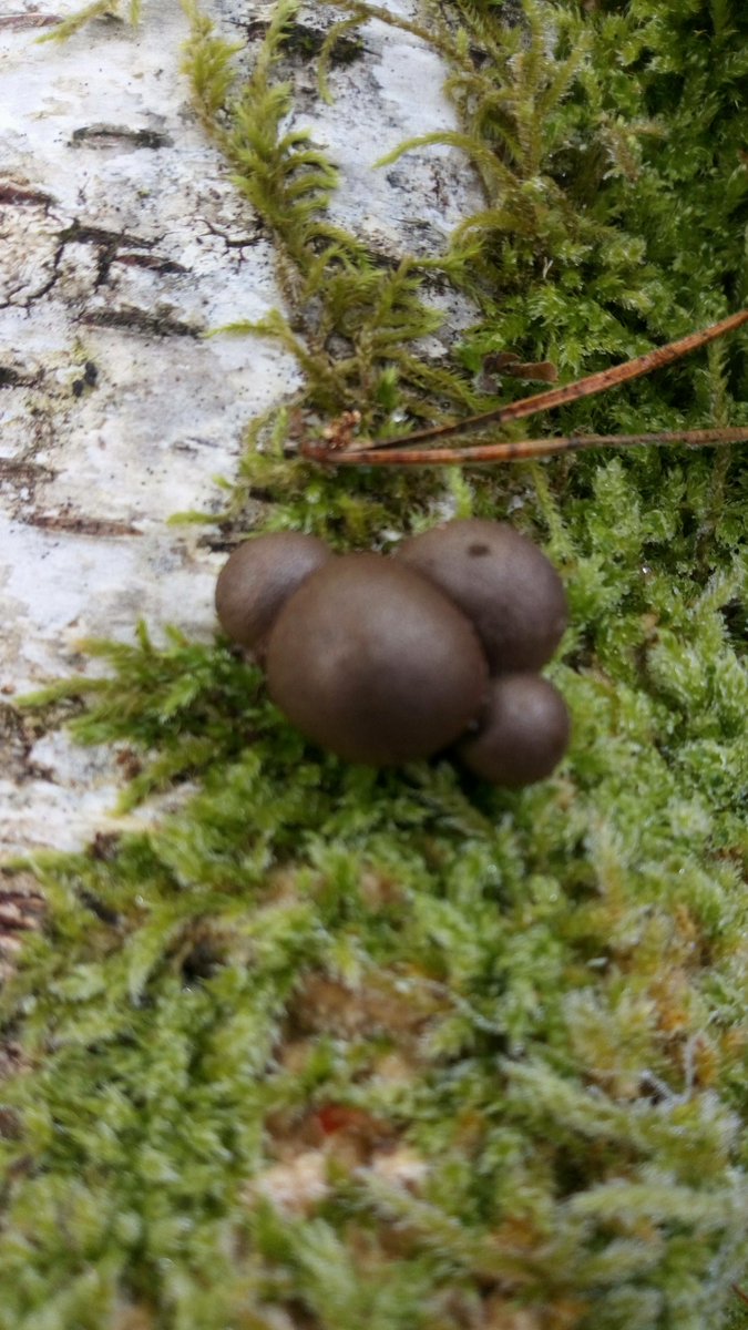 LX8111's tweet photo. It was a great #SlimeMoldSummer but lately I was not able to find some. #Schleimpilz #SlimeMold #SlimeMoldSunday. Some mature #Wolfsmilk from today. https://t.co/I5jpz1971t
