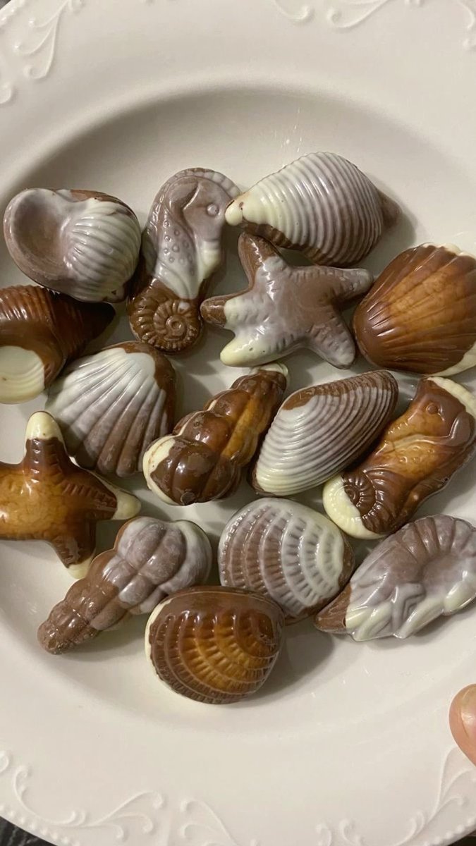 belgian seashell chocolate